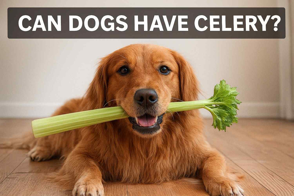 Can Dogs Have Celery? The Complete 2025 Guide for Pet Parents