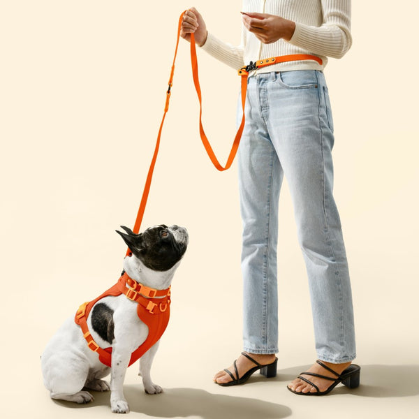 Arlo Adjustable No Pull Pet Harness