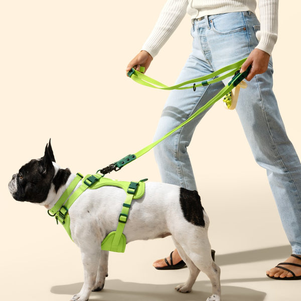 Arlo Adjustable No Pull Pet Harness